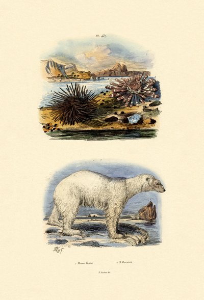 Polar Bear by French School